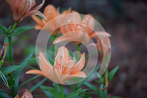 Double bloom orange lily