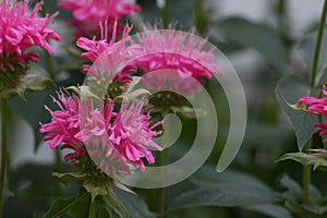 Double blossom bee balm