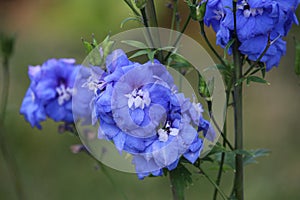 Double blue delphinium blooms