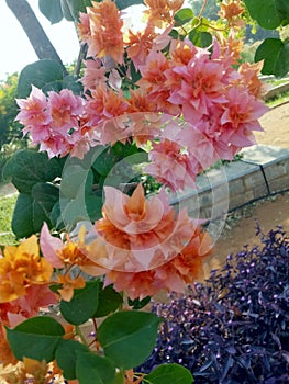 The double bracts on my Mahara Roseville bougainvillea