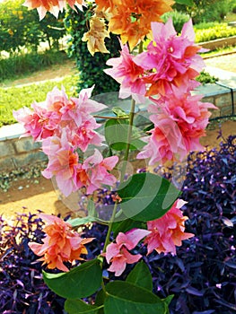 The double bracts on my Mahara Roseville bougainvillea