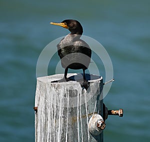 Double-breasted Cormorant on a Piling