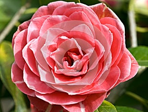 Macro of the Flower of Camellia japonica \'Admiral Nimitz\' photo