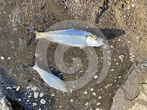 Double Catch of Hickory Shad photo