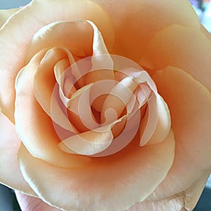 Double centred rose photo