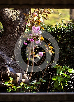 Double cherry blossom branche and trunk