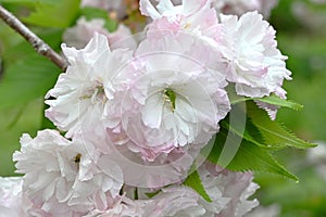 Double Cherry Blossom (Yaezakura) is a spring tradition and has a deep relationship with the Japanese people.