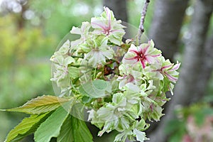 Double Cherry Blossom (Yaezakura) is a spring tradition and has a deep relationship with the Japanese people.