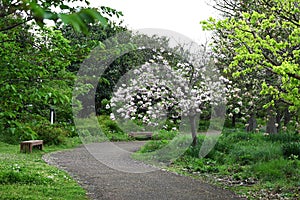 Double Cherry Blossom (Yaezakura) is a spring tradition and has a deep relationship with the Japanese people.