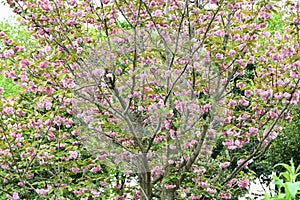 Double Cherry Blossom (Yaezakura) is a spring tradition and has a deep relationship with the Japanese people.