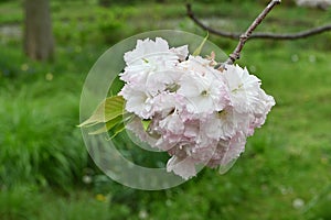 Double Cherry Blossom (Yaezakura) is a spring tradition and has a deep relationship with the Japanese people.