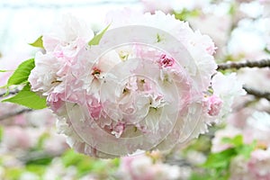 Double Cherry Blossom (Yaezakura) is a spring tradition and has a deep relationship with the Japanese people.