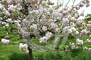 Double Cherry Blossom (Yaezakura) is a spring tradition and has a deep relationship with the Japanese people.