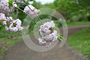 Double Cherry Blossom (Yaezakura) is a spring tradition and has a deep relationship with the Japanese people.