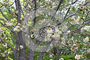 Double Cherry Blossom (Yaezakura) is a spring tradition and has a deep relationship with the Japanese people.