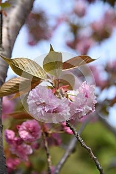 Double cherry blossoms