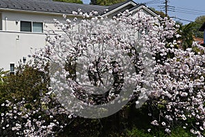 Double cherry blossoms