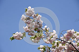 Double cherry blossoms