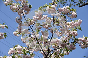 Double cherry blossoms