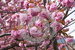 Double cherry blossoms