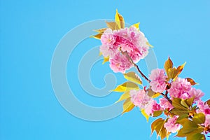 Double cherry blossoms