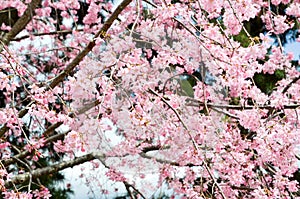 Double Cherry Blossoms along Nakaragi-no-michi Path, Kyoto