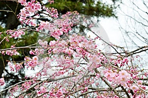 Double Cherry Blossoms along Nakaragi-no-michi Path, Kyoto photo