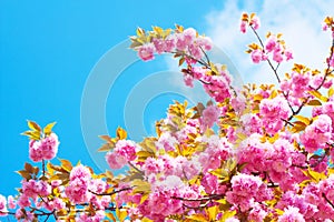 Double cherry blossoms on the background of blue sky cloud