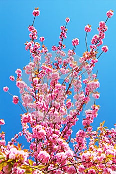 Double cherry blossoms in full bloom