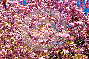 Double cherry blossoms in full bloom