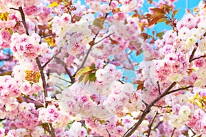 Double cherry blossoms in full bloom