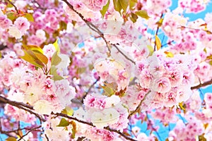 Double cherry blossoms in full bloom