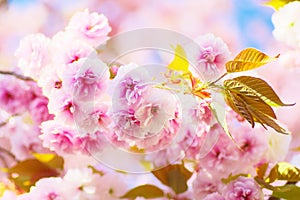 Double cherry blossoms in full bloom photo