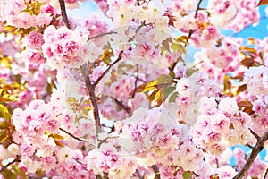 Double cherry blossoms in full bloom photo