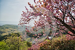 Double cherry blossoms on the mountain. Kyoto Japan