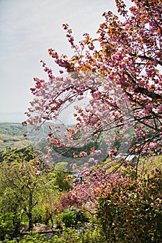 Double cherry blossoms on the mountain. Kyoto Japan