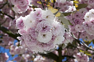 Double cherry blossoms, spring. Blossoms Sakura flowers