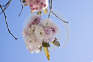 Double cherry blossoms, spring. Blossoms Sakura flowers