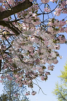 Double cherry blossoms, spring. Blossoms Sakura flowers