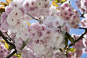 Double cherry blossoms, spring. Blossoms Sakura flowers