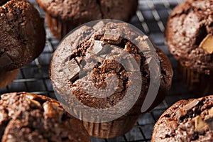 Double Chocolate Chip Muffin photo