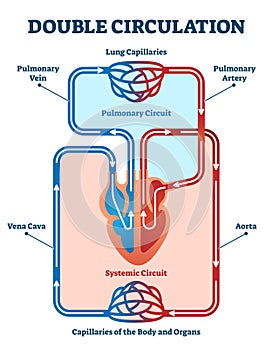 Double circulation vector illustration. Labeled educational blood route scheme