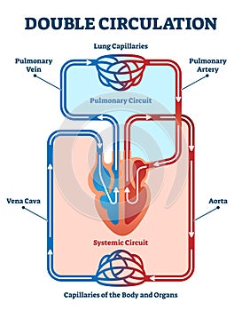 Double circulation vector illustration. Labeled educational blood route scheme photo