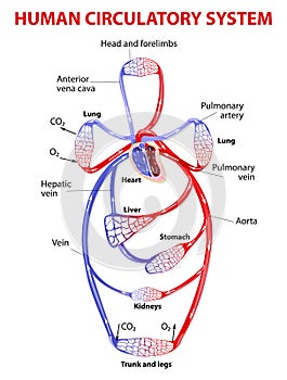 Double circulatory system