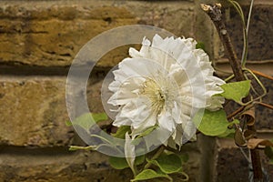 Double Clematis.