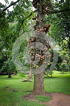 Double Coconut tree