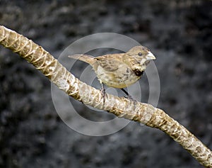 Double-collared seedeater