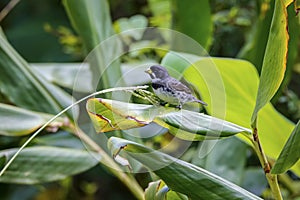 Double-collared seedeater, Itatiaia, Rio de Janeiro, Brazil