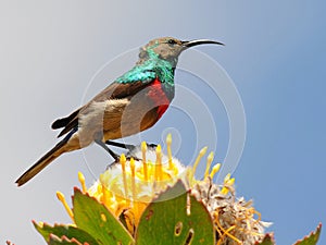 double collared sunbird photo