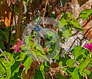 Double-collared Sunbird